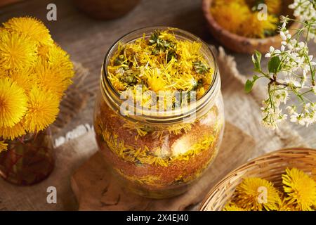 Preparazione di sciroppo di dente di leone da fiori freschi e zucchero di canna. Erboristeria. Foto Stock