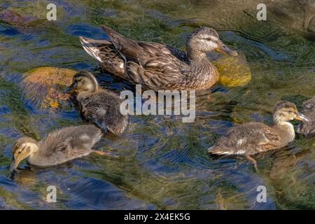 USA, Colorado, Fort Collins. Anatra di Mallard e anatre in ruscello. Foto Stock