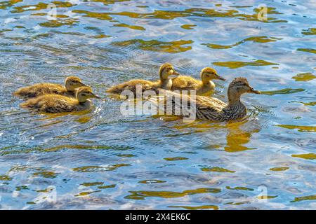 USA, Colorado, Fort Collins. Anatra di Mallard e anatre in ruscello. Foto Stock