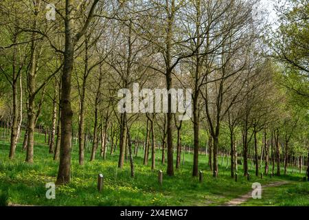 Un Memorial Wood (quercia, betulla e alberi di rowan) presso il Bradford Council possedeva la St Ives Estate. Ogni albero è stato piantato in memoria di una persona cara. Foto Stock