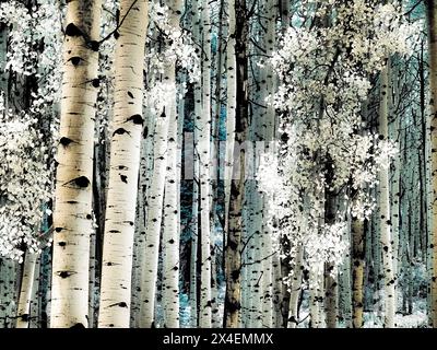 Stati Uniti, Colorado. Infrarossi di Aspens lungo il passo Kebler Foto Stock