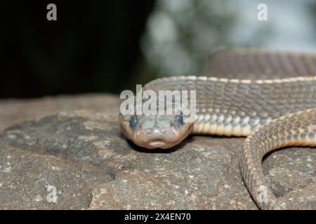 Un serpente selvaggio di file del Capo (Limaformosa capensis), noto anche come serpente comune, si arricciò su una roccia durante il tardo pomeriggio estivo Foto Stock