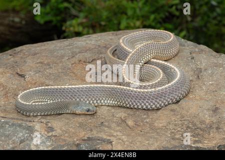 Un serpente selvaggio di file del Capo (Limaformosa capensis), noto anche come serpente comune, si arricciò su una roccia durante il tardo pomeriggio estivo Foto Stock