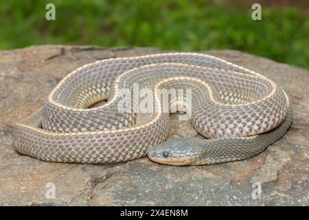Un serpente selvaggio di file del Capo (Limaformosa capensis), noto anche come serpente comune, si arricciò su una roccia durante il tardo pomeriggio estivo Foto Stock