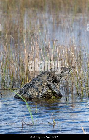 Un coccodrillo americano nel sud della Florida. Foto Stock