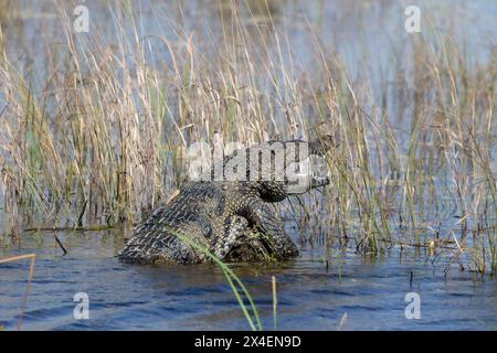 Un coccodrillo americano nel sud della Florida. Foto Stock