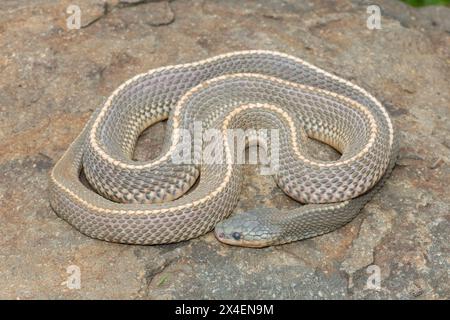 Un serpente selvaggio di file del Capo (Limaformosa capensis), noto anche come serpente comune, si arricciò su una roccia durante il tardo pomeriggio estivo Foto Stock