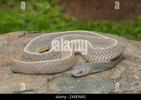 Un serpente selvaggio di file del Capo (Limaformosa capensis), noto anche come serpente comune, si arricciò su una roccia durante il tardo pomeriggio estivo Foto Stock