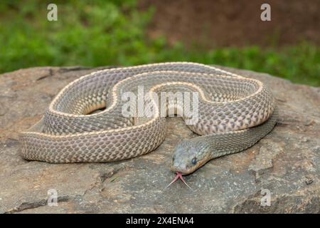 Un serpente selvaggio di file del Capo (Limaformosa capensis), noto anche come serpente comune, si arricciò su una roccia durante il tardo pomeriggio estivo Foto Stock