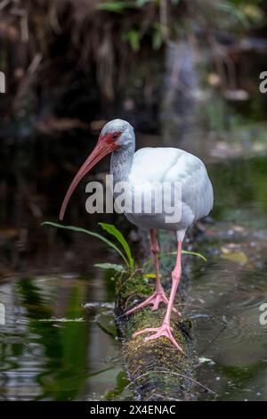 Un ibis bianco alla ricerca di cibo in una palude della Florida meridionale. Foto Stock