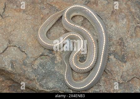 Un serpente selvaggio di file del Capo (Limaformosa capensis), noto anche come serpente comune, si arricciò su una roccia durante il tardo pomeriggio estivo Foto Stock