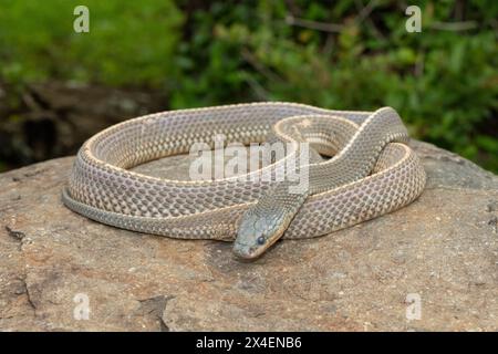 Un serpente selvaggio di file del Capo (Limaformosa capensis), noto anche come serpente comune, si arricciò su una roccia durante il tardo pomeriggio estivo Foto Stock