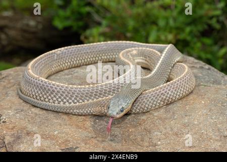 Un serpente selvaggio di file del Capo (Limaformosa capensis), noto anche come serpente comune, si arricciò su una roccia durante il tardo pomeriggio estivo Foto Stock