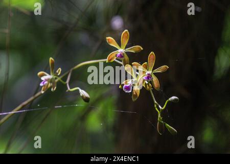 Un'orchidea di farfalle epifitica cresce su un albero nel sud della Florida. Foto Stock