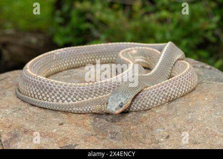 Un serpente selvaggio di file del Capo (Limaformosa capensis), noto anche come serpente comune, si arricciò su una roccia durante il tardo pomeriggio estivo Foto Stock