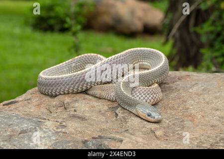 Un serpente selvaggio di file del Capo (Limaformosa capensis), noto anche come serpente comune, si arricciò su una roccia durante il tardo pomeriggio estivo Foto Stock