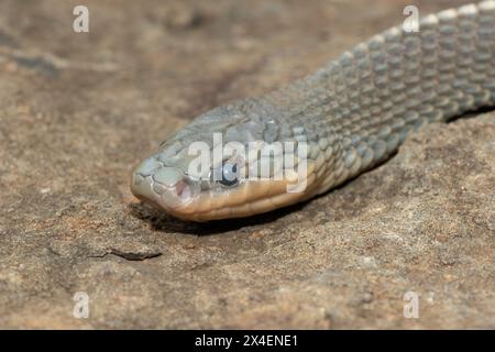 Un serpente selvaggio di file del Capo (Limaformosa capensis), noto anche come serpente comune, si arricciò su una roccia durante il tardo pomeriggio estivo Foto Stock