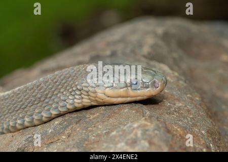 Un serpente selvaggio di file del Capo (Limaformosa capensis), noto anche come serpente comune, si arricciò su una roccia durante il tardo pomeriggio estivo Foto Stock