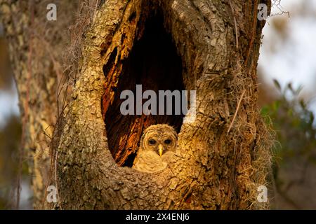 USA, Georgia, Savannah. Gufo barrato bambino nel nido di quercia. Foto Stock