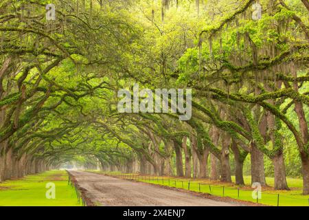 USA, Georgia, Savannah. Baldacchino di querce lungo il tragitto alla Wormsloe Plantation. Foto Stock