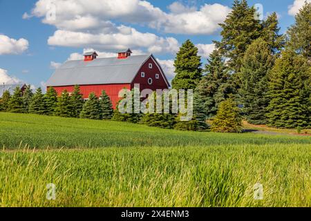 USA, Idaho, Potlatch. Fienile rosso, cielo blu, nuvole bianche. (Solo per uso editoriale) Foto Stock