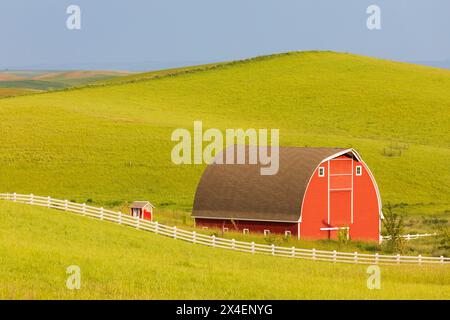 USA, Idaho, Mosca. Red Barn e campi di grano verde. (Solo per uso editoriale) Foto Stock