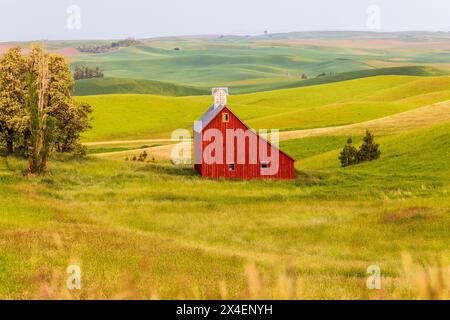 USA, Idaho, Mosca. Red Barn e campi di grano verde. (Solo per uso editoriale) Foto Stock