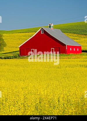 USA, Idaho, regione di Palouse. Vecchio fienile rosso in campo di canola fresca (solo per uso editoriale) Foto Stock