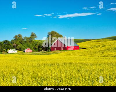 USA, Idaho, regione di Palouse. Vecchio fienile rosso in campo di canola fresca (solo per uso editoriale) Foto Stock