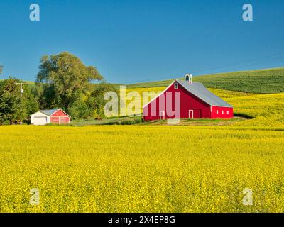 USA, Idaho, regione di Palouse. Vecchio fienile rosso in campo di canola fresca (solo per uso editoriale) Foto Stock