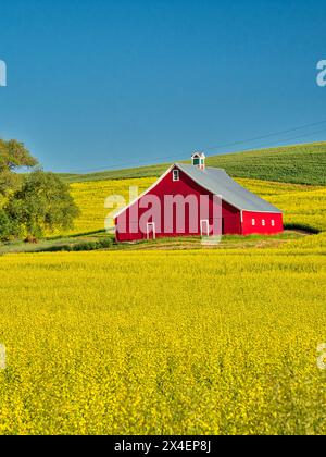 USA, Idaho, regione di Palouse. Vecchio fienile rosso in campo di canola fresca (solo per uso editoriale) Foto Stock