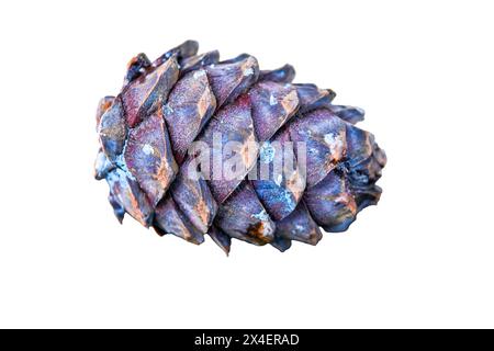 Cono di pino siberiano maturo isolato di cedro su primo piano bianco. Foto Stock