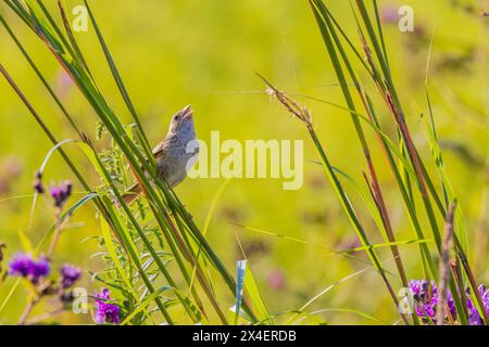 Henslow's Sparrow è arroccato sul Big Bluestem cantando nella Prairie Ridge State Natural area, Marion County, Illinois. Foto Stock