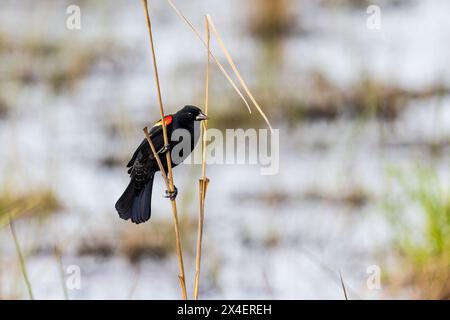 Blackbird maschio alato rosso nella zona umida, Marion County, Illinois. Foto Stock