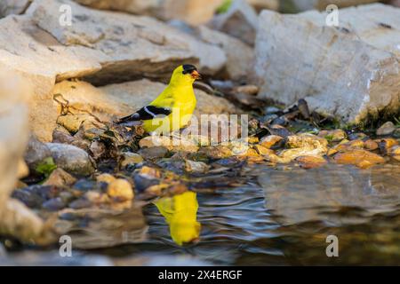 American Goldfinch all'acqua potabile, Marion County, Illinois. Foto Stock