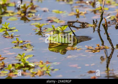 American bullfrog nella zona umida, Marion County, Illinois. Foto Stock