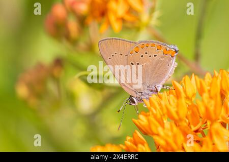 Coral Hairstreak su Butterfly Milkweed. Stephen A. Forbes State Park, Marion County, Illinois. (Solo per uso editoriale) Foto Stock