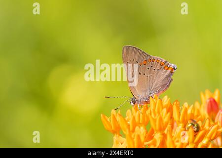 Coral Hairstreak su Butterfly Milkweed. Stephen A. Forbes State Park, Marion County, Illinois. (Solo per uso editoriale) Foto Stock