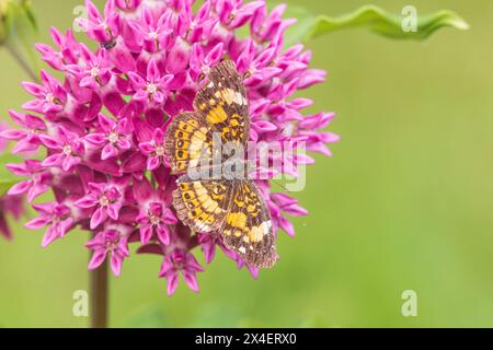 Silvery Checkerspot a Purple Milkweed, Marion County, Illinois. (Solo per uso editoriale) Foto Stock