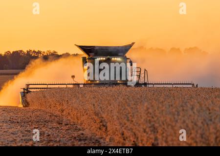 Combina la raccolta della soia al tramonto, Marion County, Illinois. Foto Stock