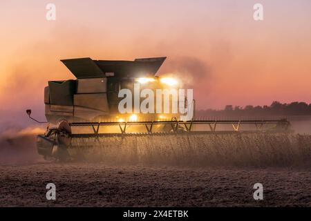 Combina la raccolta della soia al tramonto, Marion County, Illinois. Foto Stock