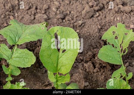 Fori nella foglia della pianta del ravanello causati dagli insetti. Parassiti da giardino, controllo dei parassiti da giardinaggio e concetto di agricoltura biologica. Foto Stock