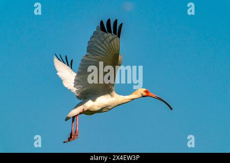 USA, Louisiana, Evangeline Parish. Ibis bianco in volo. Foto Stock