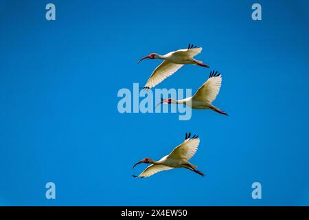 USA, Louisiana, Evangeline Parish. Gli uccelli bianchi dell'ibis in volo. Foto Stock