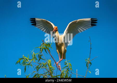 USA, Louisiana, Evangeline Parish. Ibis bianco atterra sull'albero. Foto Stock