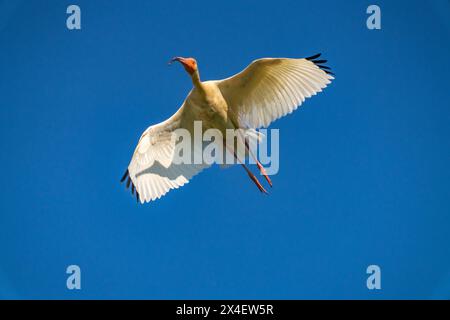 USA, Louisiana, Evangeline Parish. Ibis bianco in volo. Foto Stock
