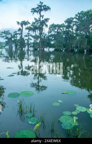 Stati Uniti, Louisiana, lago Martin. Alberi di cipresso e palude di giglio. Foto Stock