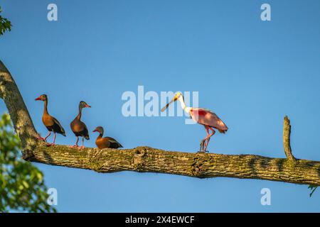 USA, Louisiana, Evangeline Parish. Becco di spatola Roseate e anatre fischianti con pancia nera su un arto. Foto Stock