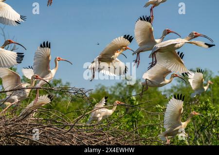 USA, Louisiana, Evangeline Parish. White ibis in volo. Foto Stock