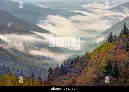 Vista mattutina della valle di Oconaluftee con nebbia crescente, Great Smoky Mountains National Park, North Carolina Foto Stock